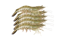 Tôm sú Size 20 -25 khay 300g